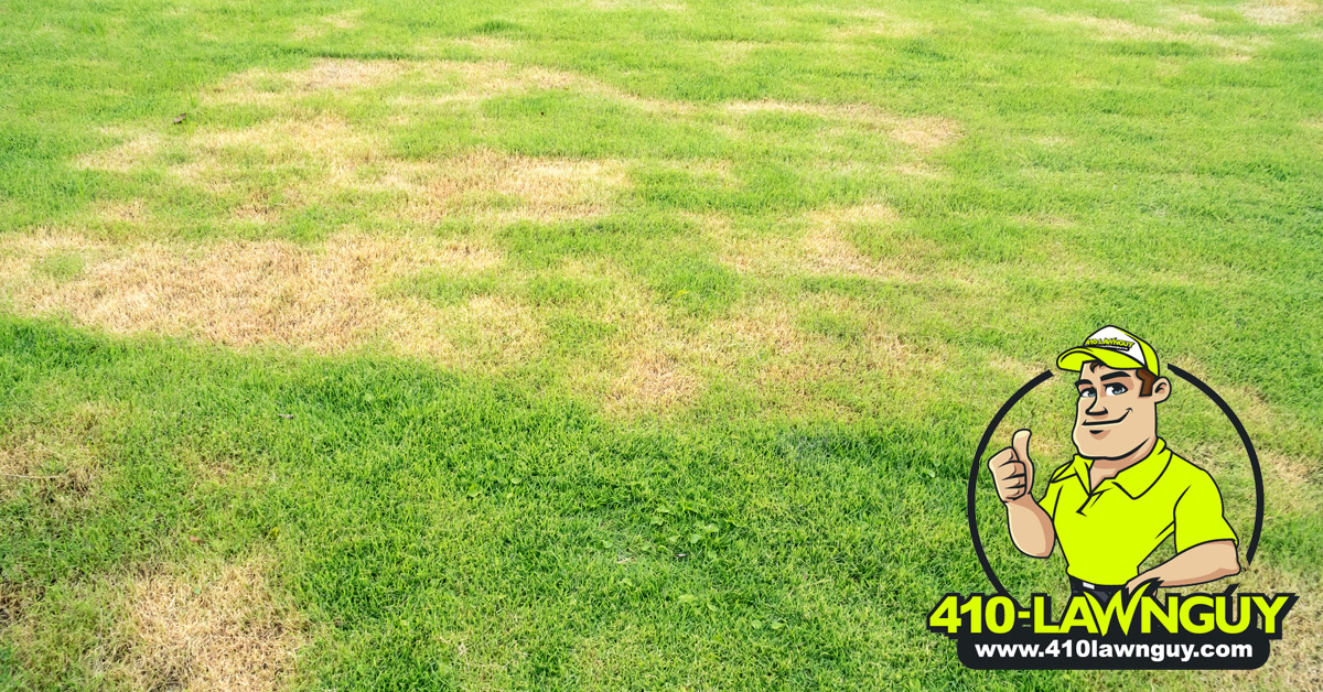 How to Fix Dead Grass Patches in Your Lawn