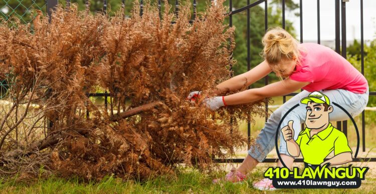 Dead Trees in Your Yard?