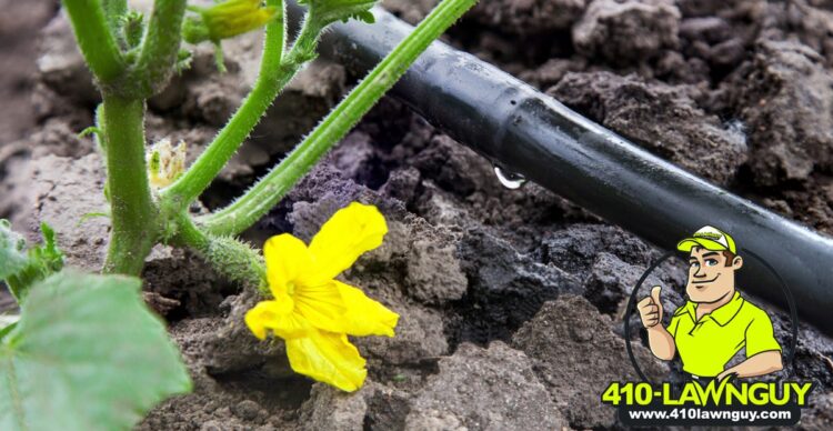 Drip Irrigation – Pros and Cons