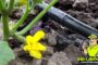 Drip Irrigation – Pros and Cons