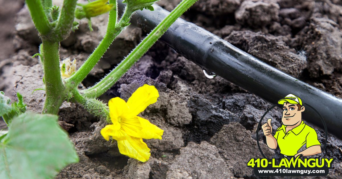 Drip Irrigation – Pros and Cons