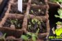 Planting Indoors to Prepare for Spring- Tips to Plan For Your 2022 Vegetable Garden