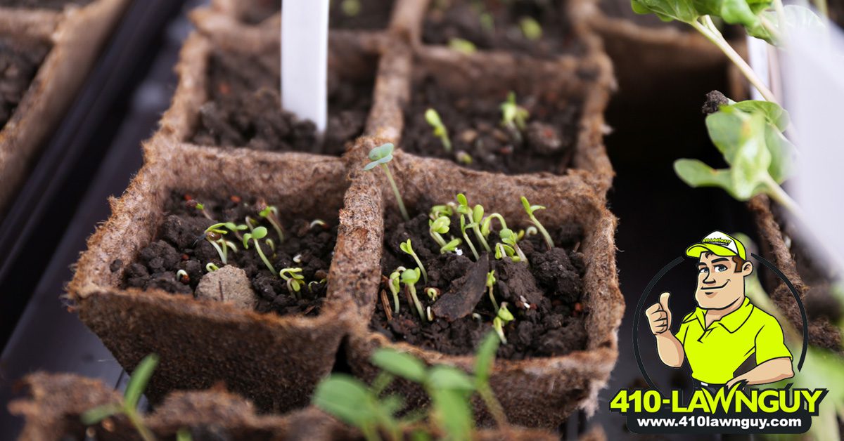 Planting Indoors to Prepare for Spring- Tips to Plan For Your 2022 Vegetable Garden